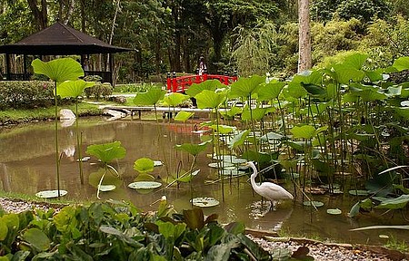 Jardim Botânico - Jardim Japonês é uma das atrações