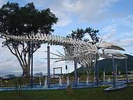 Esqueleto de Baleia Jubarte