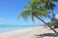 De um lado do coqueiro Praia de Barra Grande, do outro Antunes