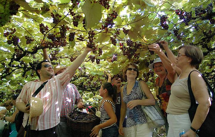 Para participar da festa da colheita, v no vero