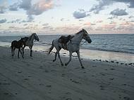 Cavalos andando livres na Quarta Praia