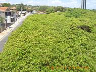 Vista do maior cajueiro do mundo, ja esta tomando conta da rua.