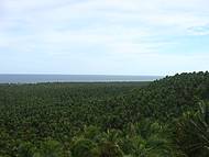 Vista do mirante do Gunga, localizado na praia do Gunga (Litoral Sul de Alagoas)