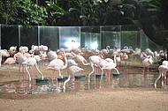 Flamingo do Parque das Aves