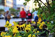 No centro de Curitiba, o charme e a beleza da Rua das Flores