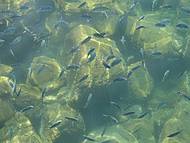 Muitos peixinhos em Araçatiba!