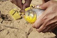 A pesca perigosa  Piranha do Pantanal