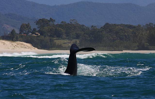 Baleias francas chegam à região no inverno e ficam até novembro